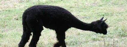 Lama alpaka Foto: paulinepauline Flickr