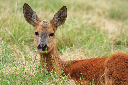 Jelení zvěře na Žďársku podle Sedláře ubylo poté, kdy byly počátkem 90. let minulého století rozděleny velké honitby na menší. Tím se zvýšil i odstřel