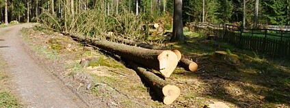 Lapák na kůrovce Foto: Lesy ČR