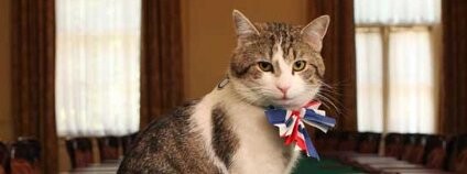 Kocour Larry bydlící v domě britského předsedy vlády Foto: Wikimedia Commons