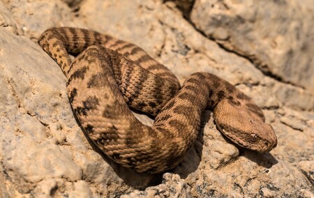 Odborníci z plzeňské zoo zachraňují už čtvrtým rokem silně ohroženou zmije Latifovu (na obrázku), která se vyskytuje pouze v jednom údolí v pohoří Alborz v severním Íránu.