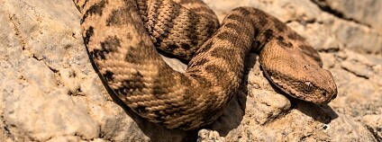 foto: Jan Dohnal / Zoo Plzeň