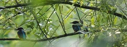 Ledňáčci Foto: Honza Levy ČSOP