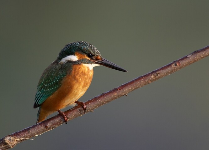 Ledňáček říční Ledňáček říční