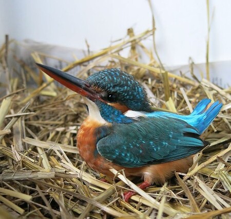 Nejčastěji byli do stanic přijímáni ptáci. Těch bylo podle statistik více než 12 000.