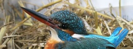 Ledňáček Foto: DESOP - Záchranná stanice živočichů Plzeň