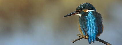 Ledňáček říční (Alcedo atthis) Foto: Marek Szczepanek Wikimedia Commons