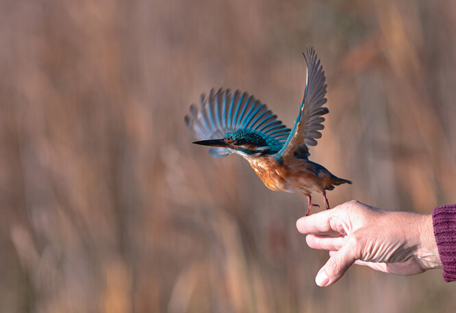 Vypuštění ledňáčka říčního