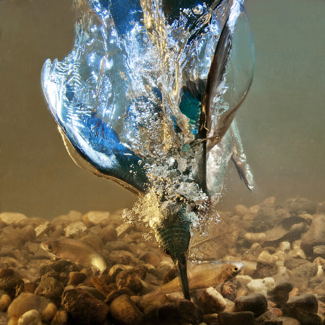 Stále silně ohrožený druh.