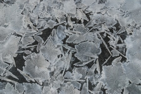 Javorové listy - poměrně vzácný úkaz, který se autorovi průvodce podařilo zaznamenat zatím jen dvakrát.