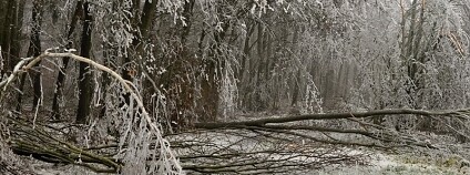 ledové stromy v Podyjí Foto:  NP Podyjí