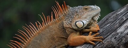 Leguán Foto: Karsten Seiferlin Flickr