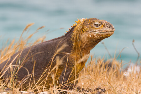 Ekvádorská vláda zakázala několik dní před novoročními oslavami ohňostroje na souostroví Galapágy, aby tak uchránila tamní živočichy před následky hlasitých výbuchů. / Ilustrační foto