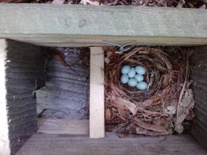 Na takto umístěné hnízdo lejska bělokrkého kuna ani sojka nedosáhne.