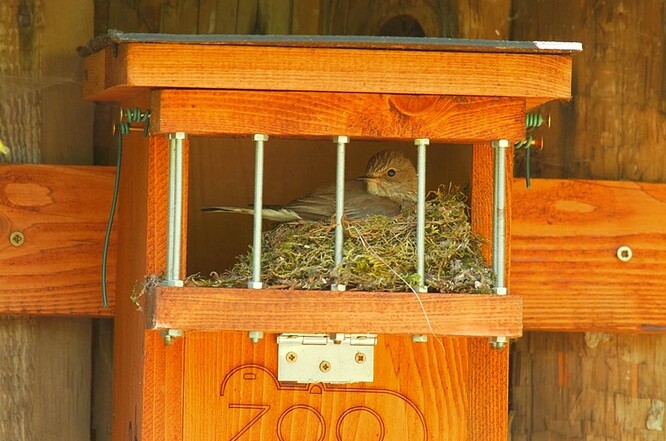 Lejsek šedý v budce