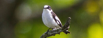 Lejsek bělokrký Foto: Ron Knight / Flickr.com