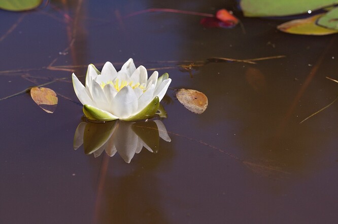 V případě Chrastí jde o jeden z mála jihočeských rybníků s průhledností až 80 centimetrů. Na jeho hladině rostou lekníny bělostné, které v tuzemsku patří mezi kriticky ohrožené druhy.