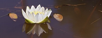 Leknín bělostný Foto: Atriplexmedia Wikimedia Commons