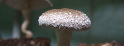 Houba šiitake - houževnatec jedlý Foto:Wendell Smith Flickr.com