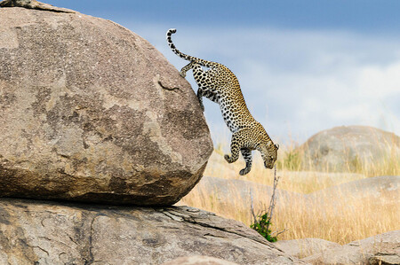 Samice leoparda skvrnitého v národním parku Serengeti.