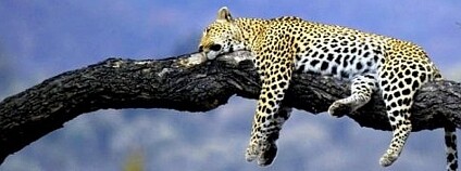 Foto: Arno &amp; Louise Wildlife / Flickr