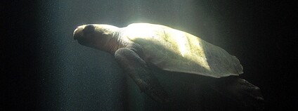 Kareta zelenavá Foto: Mr. Theklan Flickr