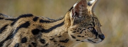 Serval stepní Foto: Diana Robinson Flickr
