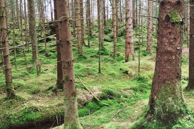 Smrkový les, pod nímž probíhá okyselování půdy; to se projevuje například tím, že v bylinném patře začnou dominovat mechy.