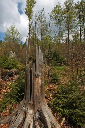 Přirozená obnova porostu.
