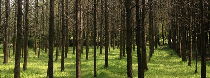 Monokultura Foto: smalloranges / Flickr.com