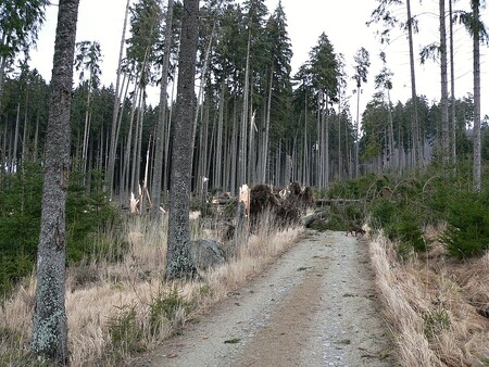 Je jisté, že další orkány a případné polomy musíme na Šumavě opět očekávat.
