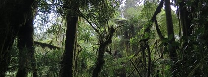 Les Chingawa Foto: Jarmila Krásová AV ČR
