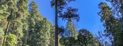 Les v Mexiku Foto: Rafael Saldaña Flickr