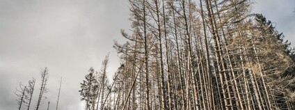 Mrtvý les v Německu Foto: Peter Vossen Flickr