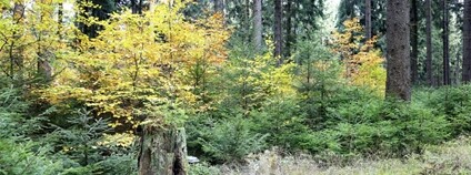 Různověký les Foto: Tomáš Pospíšil Masarykova univerzita v Brně