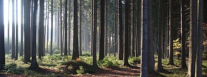 Les Foto: Kačka a Ondra Flickr