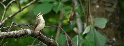 Foto: Richard Gibbons / Flickr