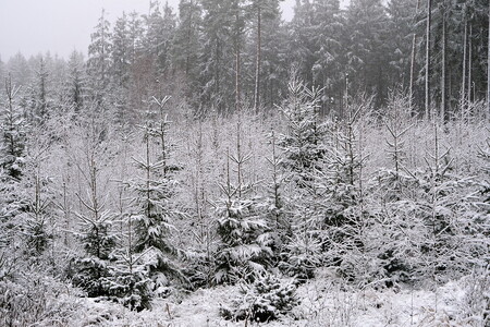 Pilu nechte doma. Stromek si raději kupte.
