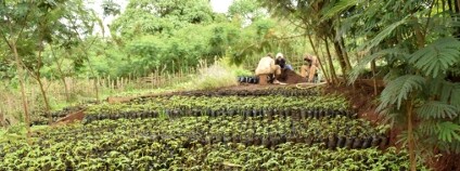 Lesní školka v Kamerunu Foto: Kedjom-Keku z.s.