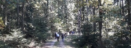 Lesnici Foto: Mendelova univerzita v Brně