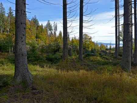 foto: Kyrill na Šumavě / Novinářům Zahradník připomenul, že po orkánu Kyrill v roce 2007, kdy ministerstvo životního prostředí rozhodlo o rozšíření bezzásahových ploch, se na Šumavě rozmohl kůrovec.