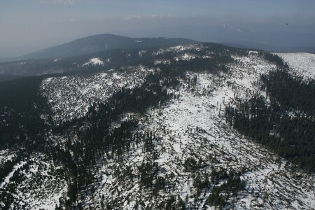 Polomy mohou být přínosem a uvolnit prostor pro novou generaci lesa