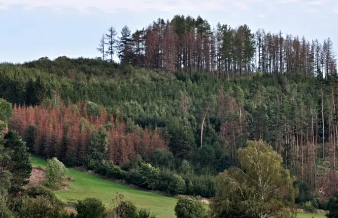 Mladší i starší smrky zničené kůrovci, Vysočina.