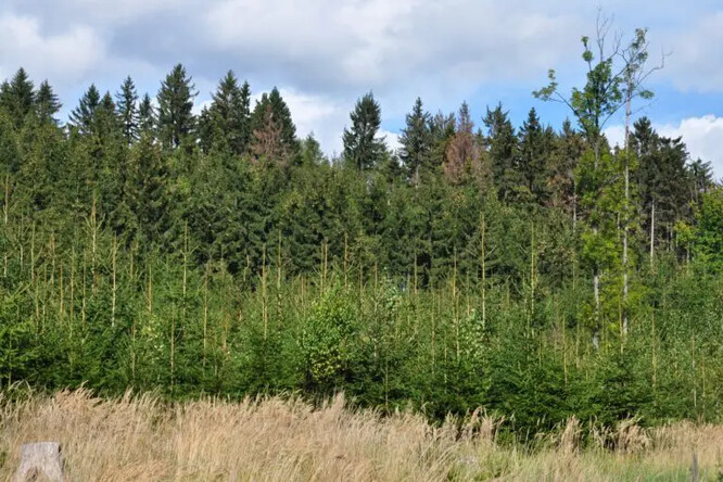 Kůrovci se v počáteční fázi napadení projeví nenápadně několika uschlými stromy.