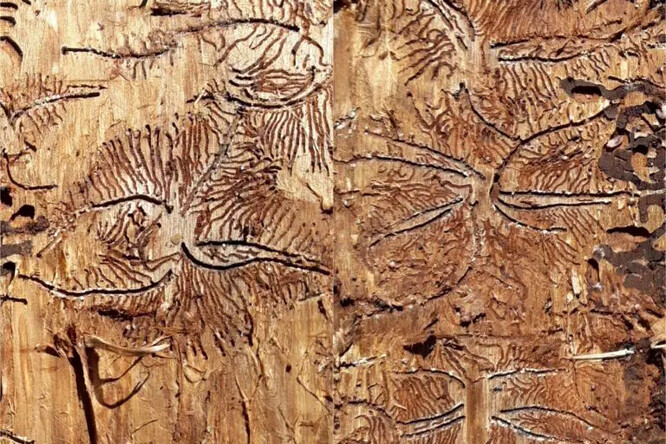 Požerky lýkožrouta lesklého.