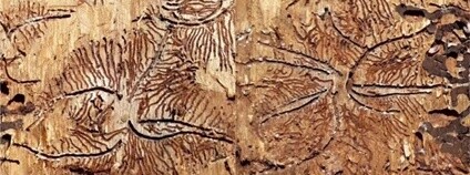 Požerky lýkožrouta lesklého. Foto: VÚLHM