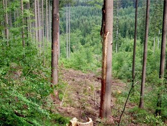 Stromy se sedřenou kůrou.