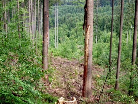 Společnost Capital group Service se v souvislosti s pokutou obrátila na soud. Uhrazena tedy není. Inspektoři rozsáhlé a nezákonné kácení lesa, klučení pařezů a odstraňování půdy v ochranném pásmu CHKO Beskydy odhalili v roce 2012.