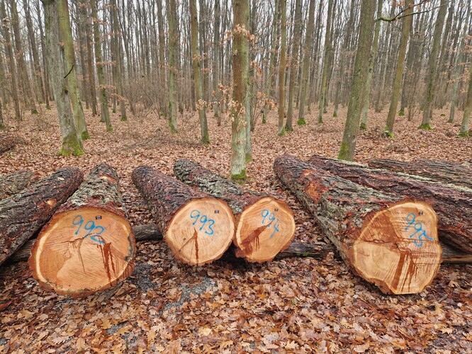 Dražba cenného dříví.