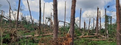 Škoda v lesích po tornádu Foto: Lesy ČR / Facebook